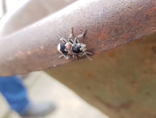 Clerus mutillarius